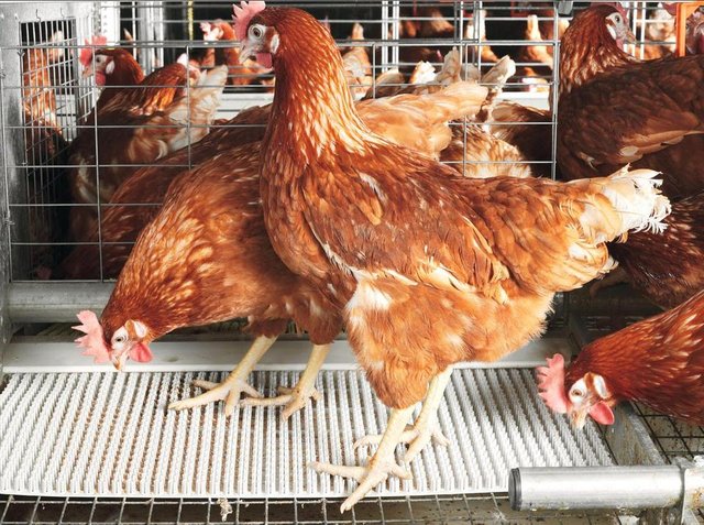 Poultry-Farming-Nigeria.jpg