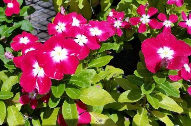 Annual-Vinca-2-630x417.jpg