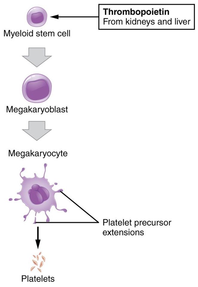 1908_Platelet_Development.jpeg