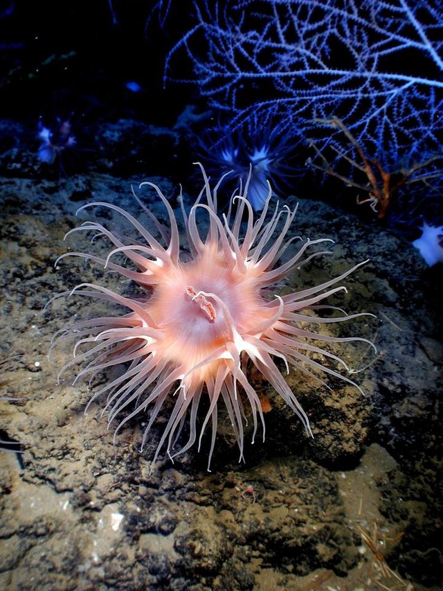 anemone-138895.jpg