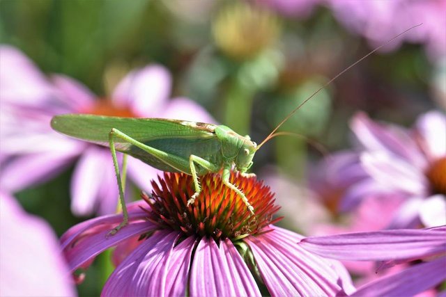 grasshopper-2551242.jpg