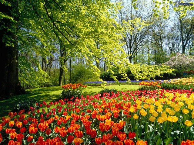 paysage-en-printemps-interieur-la-nature-en-printemps.jpg