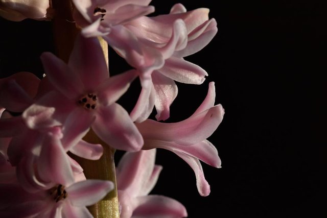 hyacinth pink flower 2.jpg