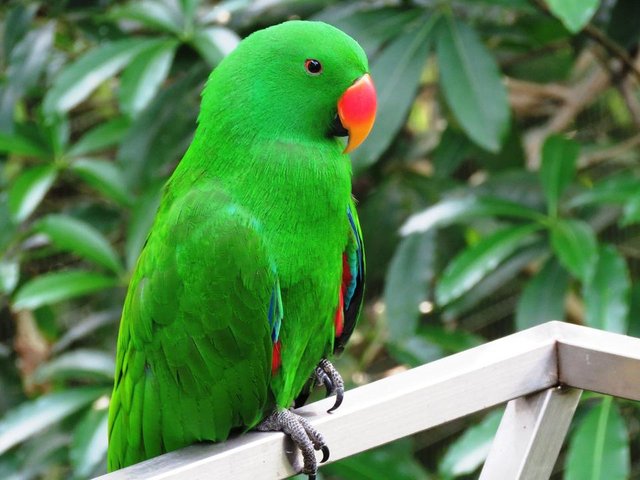 parrot-2459285_1280.jpg