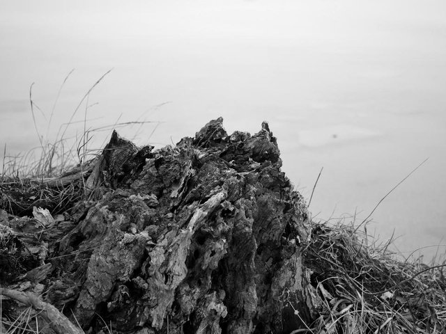 Stump_MONO_P1160016.JPG