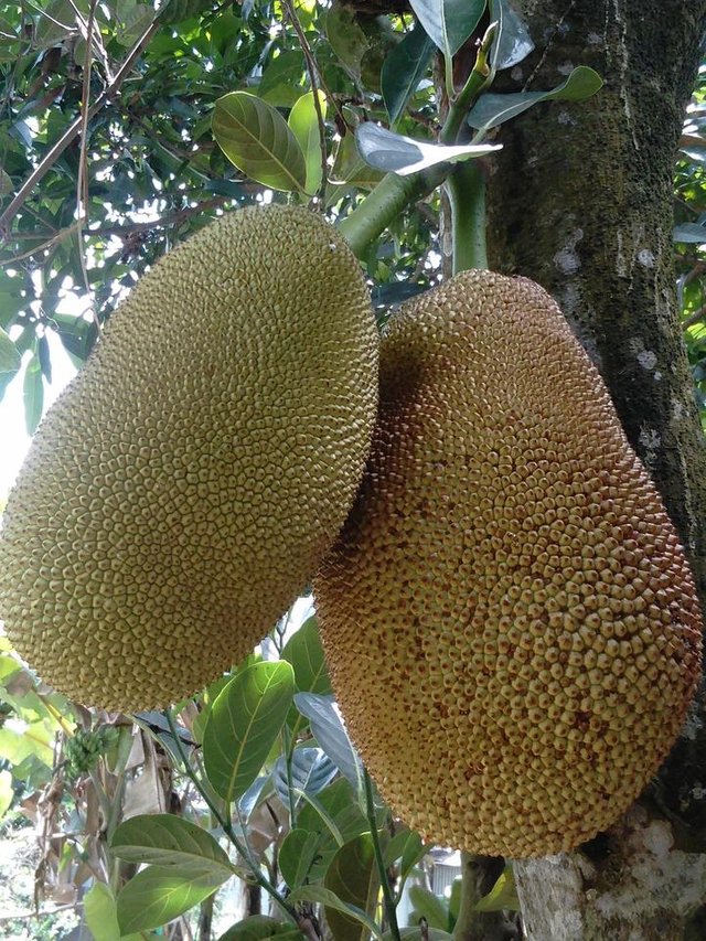 jackfruit.jpg