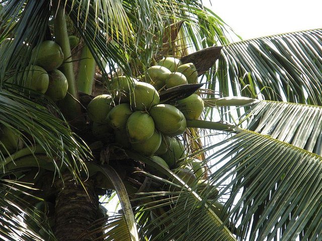coconut01.JPG