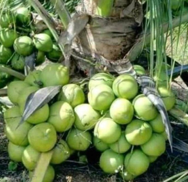 kelapa.jpg