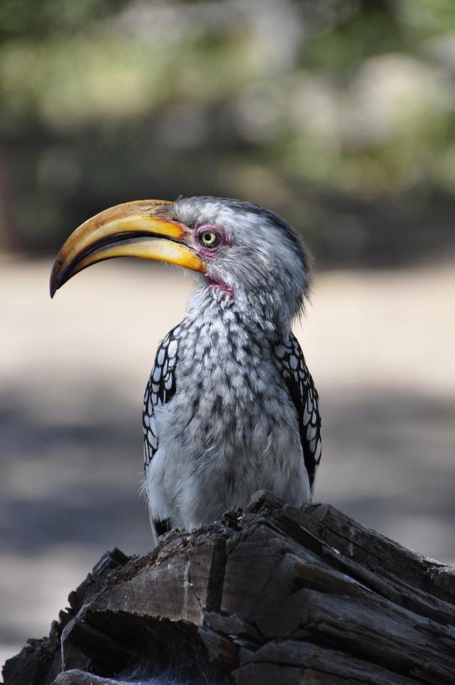 hornbill-57239.jpg