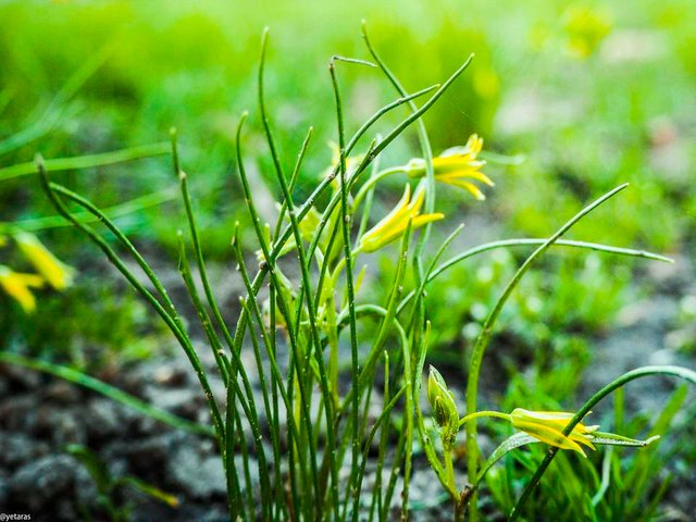 yellow wild flowers 1.jpg