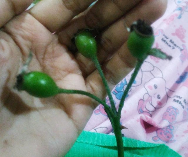 green rosehips