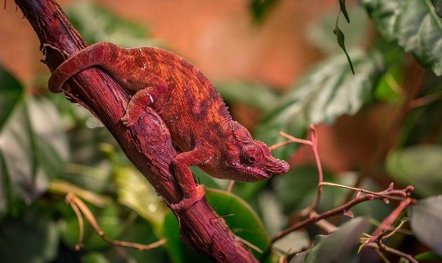 chameleon-3203503__480.jpg