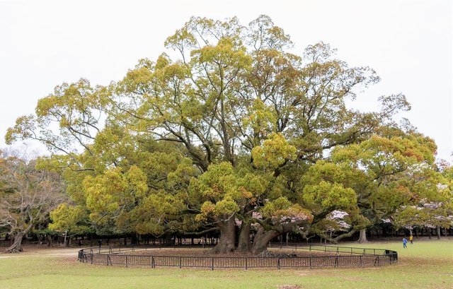 camphor tree