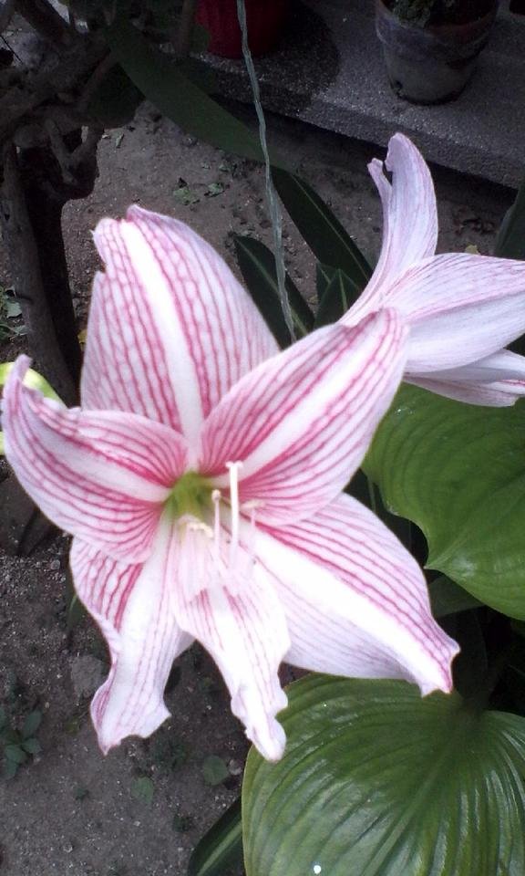 white and pink flowers5.jpg