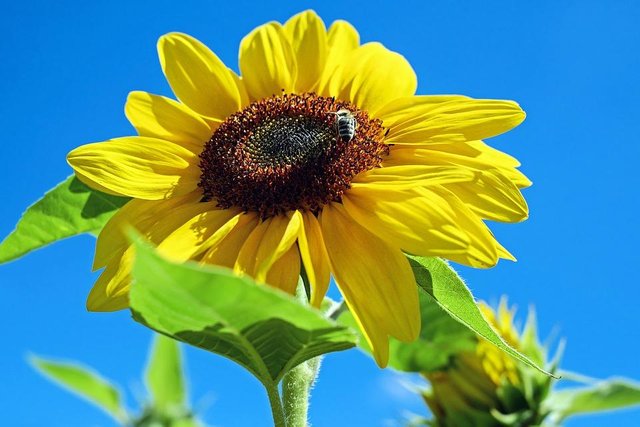 sunflower01.jpg