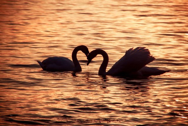 Swans1.jpg