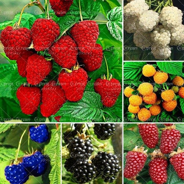 600pcs-rare-raspberry-seeds-organic-fruit-seeds-green-red-blue-purple-black-raspberry-seeds-for-home.jpg_640x640.jpg