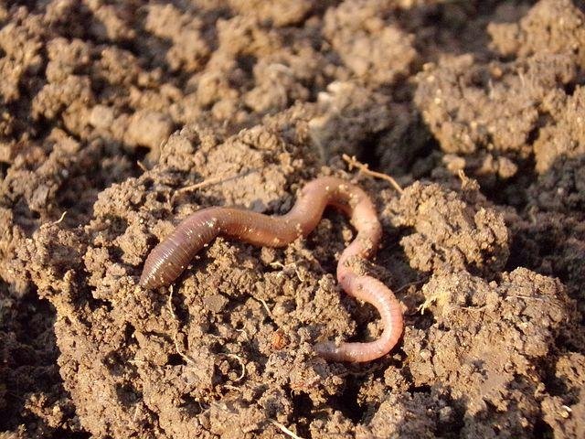 earthworm-686593__480.jpg