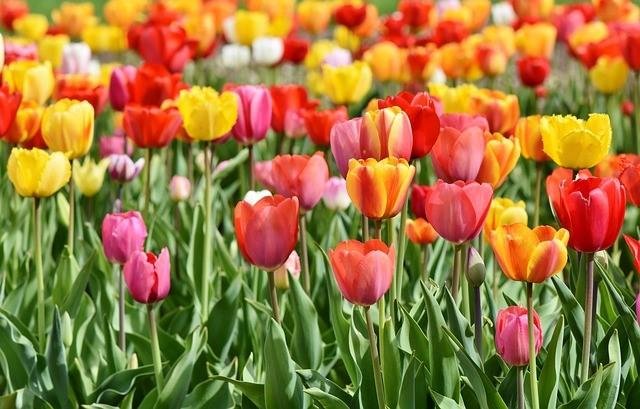 s-tulips-3359902_640.jpg