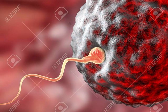 64547128-fertilization-of-human-egg-cell-by-spermatozoan-3d-illustration.jpg