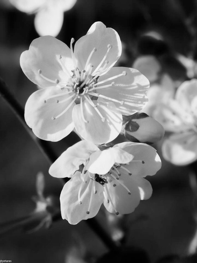 cherry flowers bw.jpg