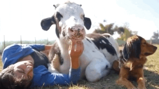 cow steemit mckeever vegan anarchy.gif