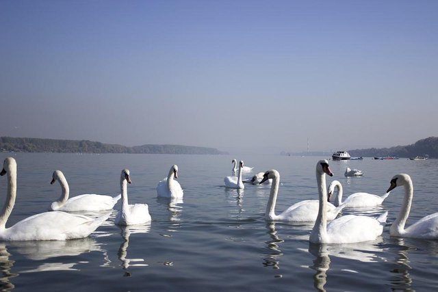 swans on danube river.jpg