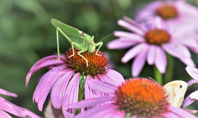 grasshopper-2551239.jpg