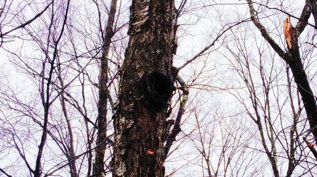 chaga-tree.jpg