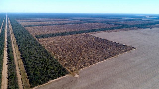 DELETEdeforestation-soja-Argentine.jpg