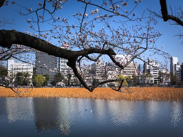 tokyo ueno bloss.jpg