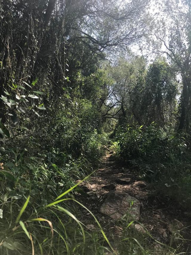 Gibraltar-the-rock-felsen-von-Gibraltar-Affen-Europa-Urwald-Weg.jpg