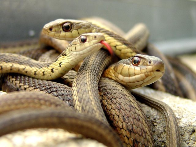 snake-pictures-hd.jpg