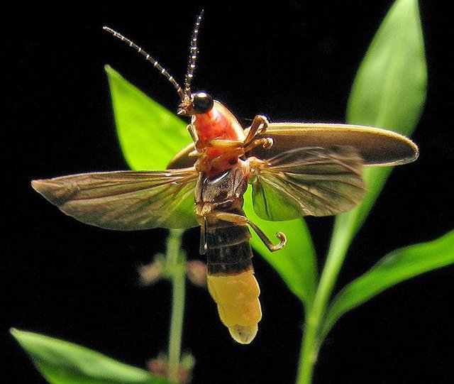 708px-Photinus_pyralis_Firefly_4.jpg