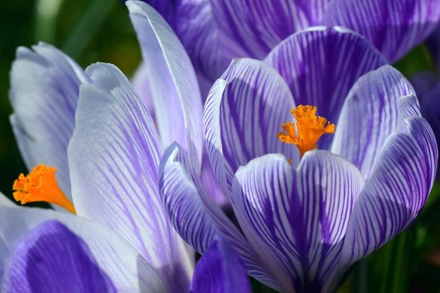 crocus-3273747_960_720.jpg