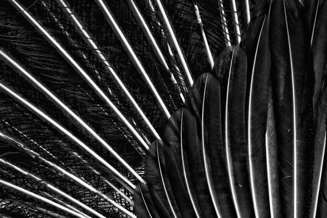 The rear view of a peacock - By Steve J Huggett 2.jpg