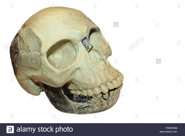 replica-model-of-the-piltdown-man-hoax-skull-FWWCNM.jpg