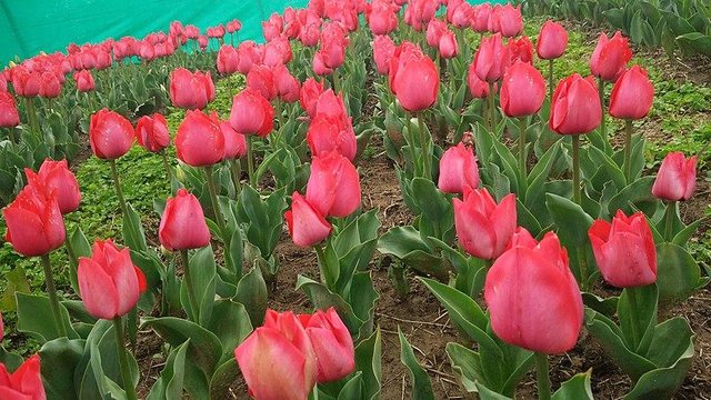 Tulip_flower02.jpg