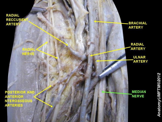 median nerve.JPG
