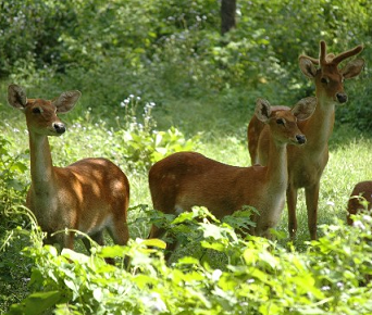 A state animal of Manipur-Sangai deer — Steemit