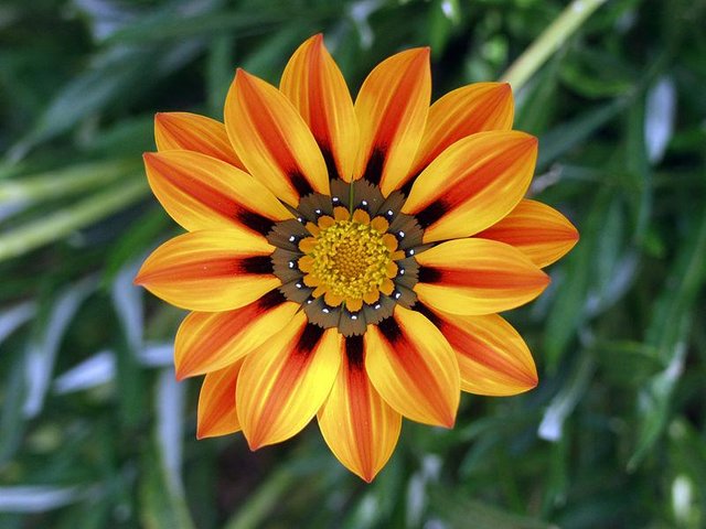 Gazania.jpg