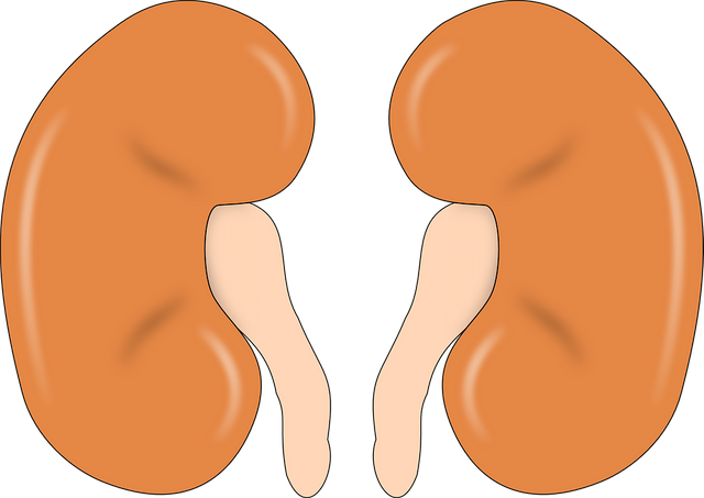 kidney-147499_960_720.png