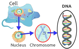 320px-Eukaryote_DNA-en.svg.png