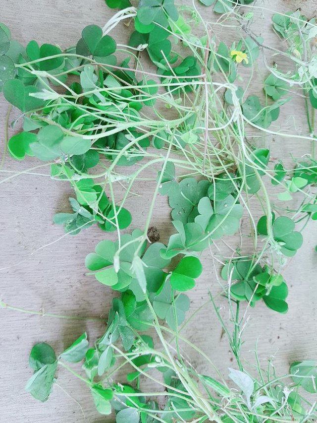 20180520_120922_050.jpg