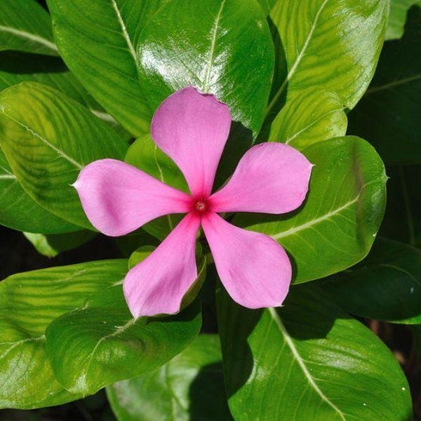 vinca-600x600.jpg