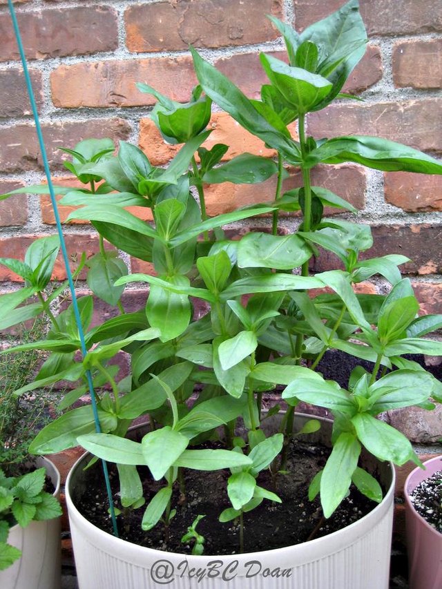 growing zinnia in pot.JPG