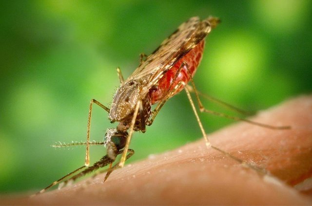 mosquito-1016254_1280.jpg