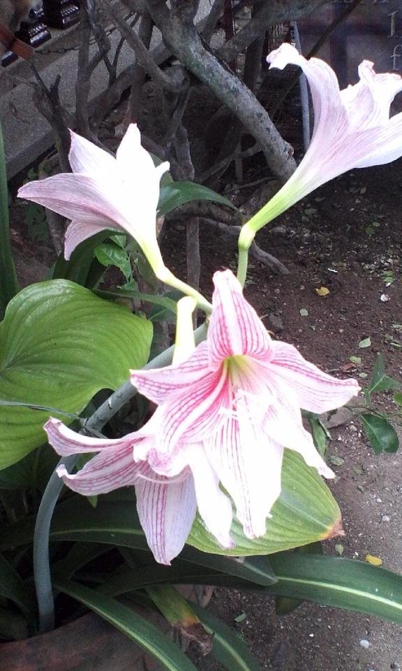 white and pink flowers.jpg