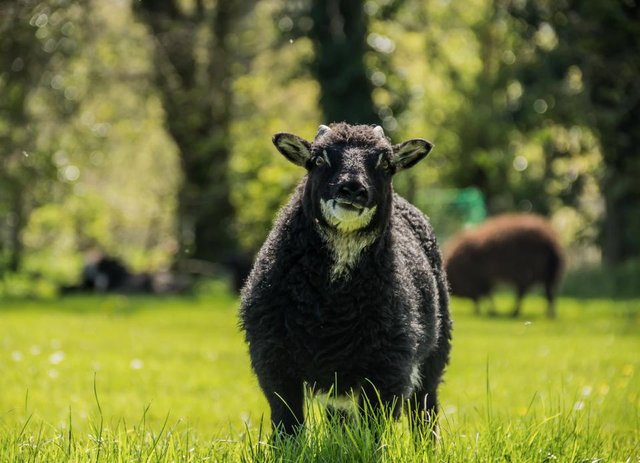 Black Sheep at Dinefwr - By Steve J Huggett.jpg