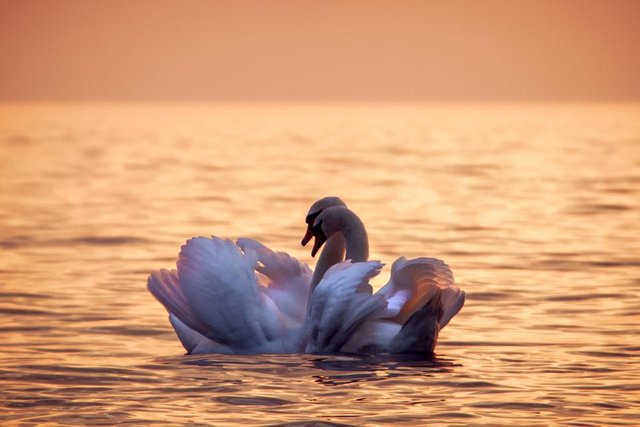 Swans4.jpg